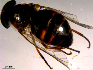  ( - 10PROBE-16484)  @12 [ ] CreativeCommons - Attribution (2011) CBG Photography Group Centre for Biodiversity Genomics