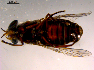  ( - 10PROBE-16485)  @12 [ ] CreativeCommons - Attribution (2011) CBG Photography Group Centre for Biodiversity Genomics