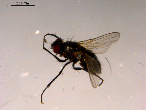  ( - 10PROBE-16521)  @12 [ ] CreativeCommons - Attribution (2011) CBG Photography Group Centre for Biodiversity Genomics