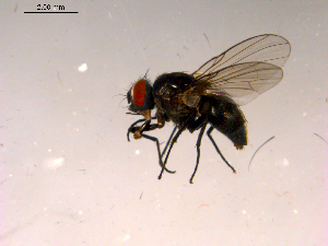  ( - 10PROBE-16522)  @13 [ ] CreativeCommons - Attribution (2011) CBG Photography Group Centre for Biodiversity Genomics