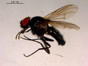  ( - 10PROBE-16529)  @14 [ ] CreativeCommons - Attribution (2011) CBG Photography Group Centre for Biodiversity Genomics