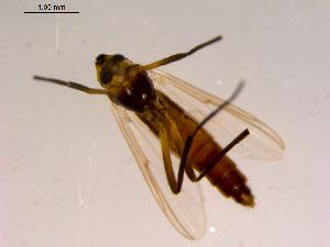  ( - 10PROBE-16538)  @12 [ ] CreativeCommons - Attribution (2011) CBG Photography Group Centre for Biodiversity Genomics