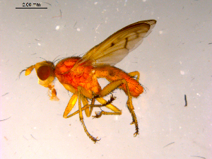  ( - 10PROBE-16608)  @12 [ ] CreativeCommons - Attribution (2011) CBG Photography Group Centre for Biodiversity Genomics