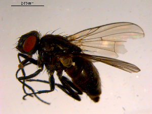  ( - 10PROBE-16621)  @13 [ ] CreativeCommons - Attribution (2011) CBG Photography Group Centre for Biodiversity Genomics