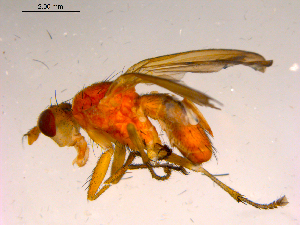  ( - 10PROBE-16646)  @13 [ ] CreativeCommons - Attribution (2011) CBG Photography Group Centre for Biodiversity Genomics