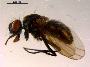  ( - 10PROBE-16652)  @12 [ ] CreativeCommons - Attribution (2011) CBG Photography Group Centre for Biodiversity Genomics