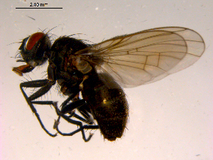  (Spilogona surda - 10PROBE-16657)  @14 [ ] CreativeCommons - Attribution (2011) CBG Photography Group Centre for Biodiversity Genomics