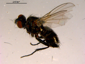  ( - 10PROBE-16660)  @13 [ ] CreativeCommons - Attribution (2011) CBG Photography Group Centre for Biodiversity Genomics