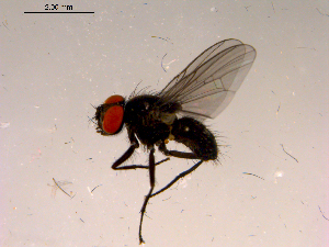  ( - 10PROBE-16682)  @13 [ ] CreativeCommons - Attribution (2011) CBG Photography Group Centre for Biodiversity Genomics