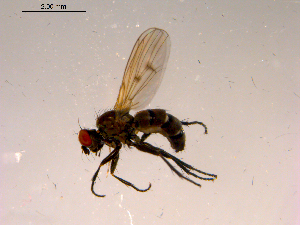  ( - 10PROBE-16684)  @13 [ ] CreativeCommons - Attribution (2011) CBG Photography Group Centre for Biodiversity Genomics