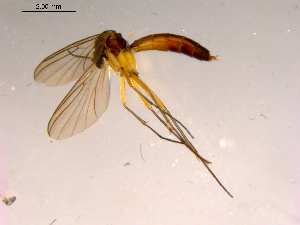  ( - 10PROBE-16731)  @12 [ ] CreativeCommons - Attribution (2011) CBG Photography Group Centre for Biodiversity Genomics