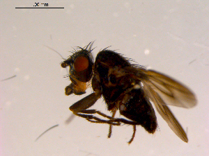  ( - 10PROBE-16842)  @12 [ ] CreativeCommons - Attribution (2011) CBG Photography Group Centre for Biodiversity Genomics