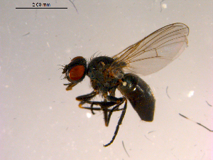  (Coenosia tarsata - 10PROBE-16885)  @13 [ ] CreativeCommons - Attribution (2011) CBG Photography Group Centre for Biodiversity Genomics