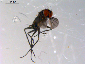  ( - 10PROBE-13521)  @12 [ ] CreativeCommons - Attribution (2011) CBG Photography Group Centre for Biodiversity Genomics