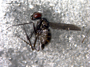  ( - 10PROBE-13523)  @12 [ ] CreativeCommons - Attribution (2011) CBG Photography Group Centre for Biodiversity Genomics