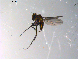  ( - 10PROBE-13535)  @12 [ ] CreativeCommons - Attribution (2011) CBG Photography Group Centre for Biodiversity Genomics