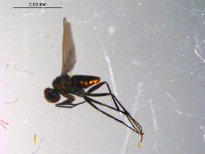  ( - 10PROBE-13538)  @12 [ ] CreativeCommons - Attribution (2011) CBG Photography Group Centre for Biodiversity Genomics