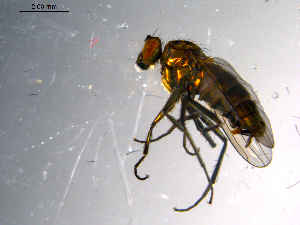  ( - 10PROBE-13555)  @12 [ ] CreativeCommons - Attribution (2011) CBG Photography Group Centre for Biodiversity Genomics