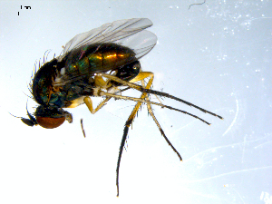  ( - 10PROBE-07818)  @13 [ ] CreativeCommons - Attribution (2011) CBG Photography Group Centre for Biodiversity Genomics