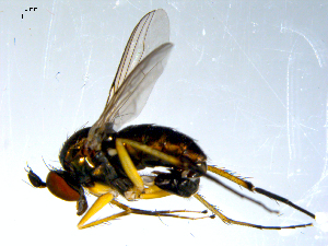  ( - 10PROBE-07839)  @13 [ ] CreativeCommons - Attribution (2011) CBG Photography Group Centre for Biodiversity Genomics