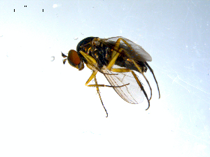  ( - 10PROBE-07855)  @13 [ ] CreativeCommons - Attribution (2011) CBG Photography Group Centre for Biodiversity Genomics
