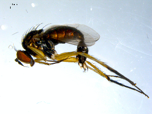  ( - 10PROBE-07862)  @13 [ ] CreativeCommons - Attribution (2011) CBG Photography Group Centre for Biodiversity Genomics