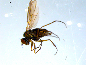  ( - 10PROBE-07986)  @12 [ ] CreativeCommons - Attribution (2011) CBG Photography Group Centre for Biodiversity Genomics