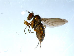  ( - 10PROBE-07987)  @13 [ ] CreativeCommons - Attribution (2011) CBG Photography Group Centre for Biodiversity Genomics
