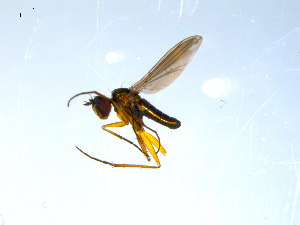  ( - 10PROBE-07994)  @13 [ ] CreativeCommons - Attribution (2011) CBG Photography Group Centre for Biodiversity Genomics