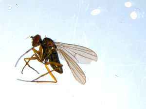  ( - 10PROBE-07996)  @12 [ ] CreativeCommons - Attribution (2011) CBG Photography Group Centre for Biodiversity Genomics