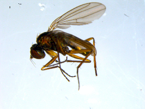  ( - 10PROBE-08005)  @12 [ ] CreativeCommons - Attribution (2011) CBG Photography Group Centre for Biodiversity Genomics