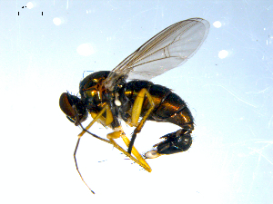  ( - 10PROBE-08011)  @13 [ ] CreativeCommons - Attribution (2011) CBG Photography Group Centre for Biodiversity Genomics