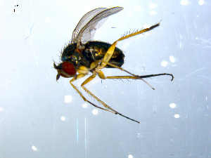  ( - 10PROBE-08018)  @13 [ ] CreativeCommons - Attribution (2011) CBG Photography Group Centre for Biodiversity Genomics