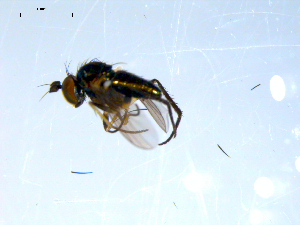  ( - 10PROBE-08025)  @12 [ ] CreativeCommons - Attribution (2011) CBG Photography Group Centre for Biodiversity Genomics