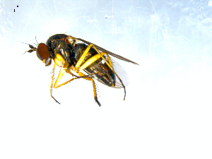  ( - 10PROBE-08085)  @13 [ ] CreativeCommons - Attribution (2011) CBG Photography Group Centre for Biodiversity Genomics