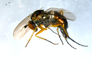  ( - 10PROBE-08107)  @13 [ ] CreativeCommons - Attribution (2011) CBG Photography Group Centre for Biodiversity Genomics