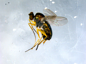  ( - 10PROBE-08112)  @13 [ ] CreativeCommons - Attribution (2011) CBG Photography Group Centre for Biodiversity Genomics