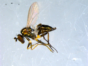  ( - 10PROBE-08130)  @13 [ ] CreativeCommons - Attribution (2011) CBG Photography Group Centre for Biodiversity Genomics