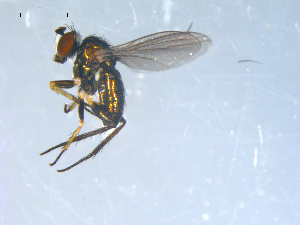  ( - 10PROBE-08193)  @12 [ ] CreativeCommons - Attribution (2011) CBG Photography Group Centre for Biodiversity Genomics