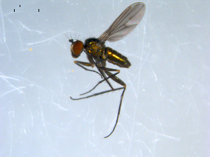  ( - 10PROBE-08319)  @12 [ ] CreativeCommons - Attribution (2011) CBG Photography Group Centre for Biodiversity Genomics