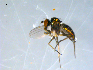  ( - 10PROBE-08336)  @12 [ ] CreativeCommons - Attribution (2011) CBG Photography Group Centre for Biodiversity Genomics