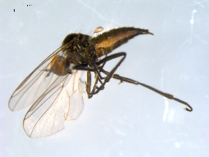 ( - 10PROBE-09143)  @13 [ ] CreativeCommons - Attribution (2011) CBG Photography Group Centre for Biodiversity Genomics