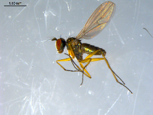  ( - 10PROBE-09247)  @13 [ ] CreativeCommons - Attribution (2011) CBG Photography Group Centre for Biodiversity Genomics