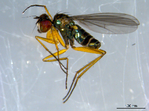  ( - 10PROBE-09248)  @13 [ ] CreativeCommons - Attribution (2011) CBG Photography Group Centre for Biodiversity Genomics