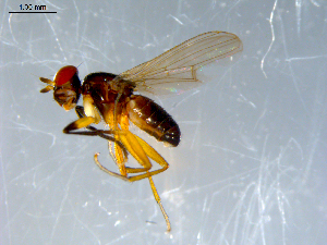  ( - 10PROBE-09260)  @13 [ ] CreativeCommons - Attribution (2011) CBG Photography Group Centre for Biodiversity Genomics