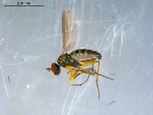  ( - 10PROBE-09300)  @13 [ ] CreativeCommons - Attribution (2011) CBG Photography Group Centre for Biodiversity Genomics