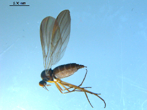  (Rhamphomyia tipularia grp. sp. BJS1 - 10PROBE-09021)  @13 [ ] CC-0 (2011) CBG Photography Group Centre for Biodiversity Genomics