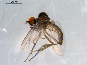  ( - 10PROBE-09037)  @14 [ ] CreativeCommons - Attribution (2011) CBG Photography Group Centre for Biodiversity Genomics