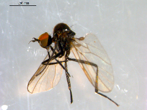  ( - 10PROBE-09065)  @13 [ ] CreativeCommons - Attribution (2011) CBG Photography Group Centre for Biodiversity Genomics
