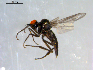  ( - 10PROBE-09066)  @13 [ ] CreativeCommons - Attribution (2011) CBG Photography Group Centre for Biodiversity Genomics